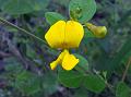 Whitish Pigeonpea